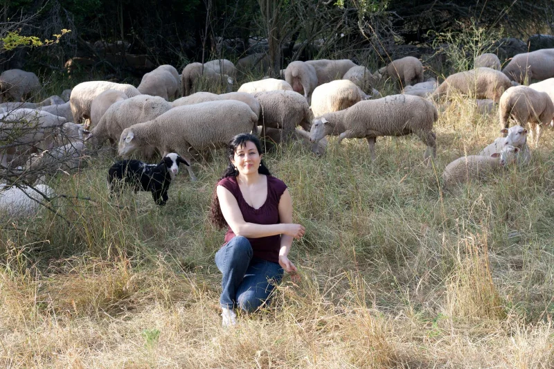 AboutMe sheep