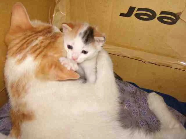 cat mom 1