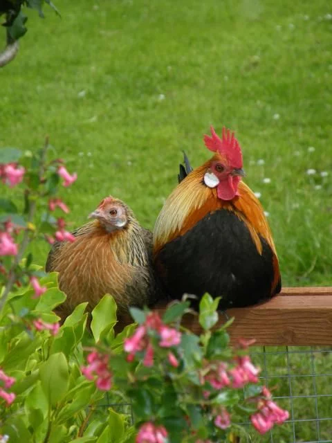 chicken male female