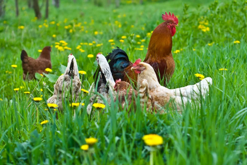 chickens