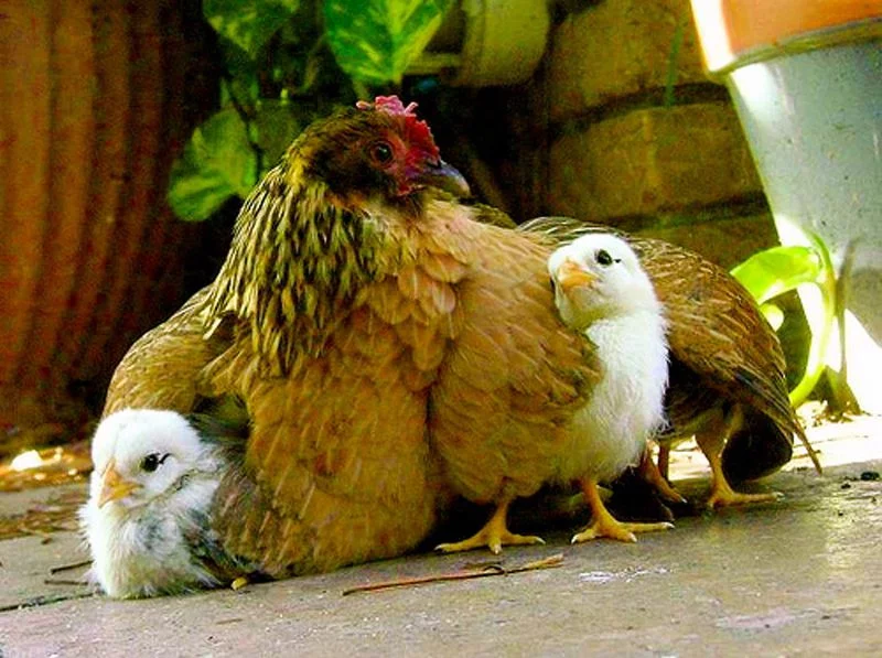 mother