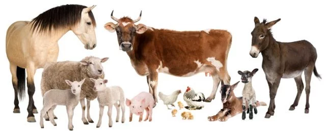 FarmAnimalBanner