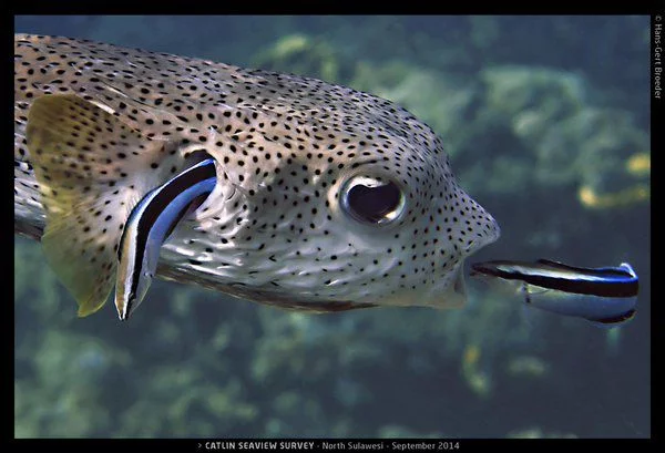cleaner fish2