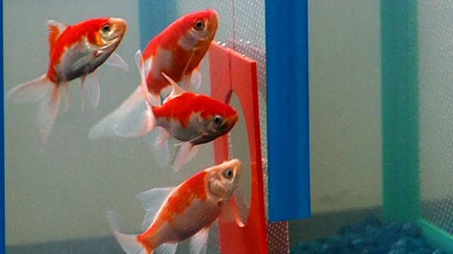 goldfish memory