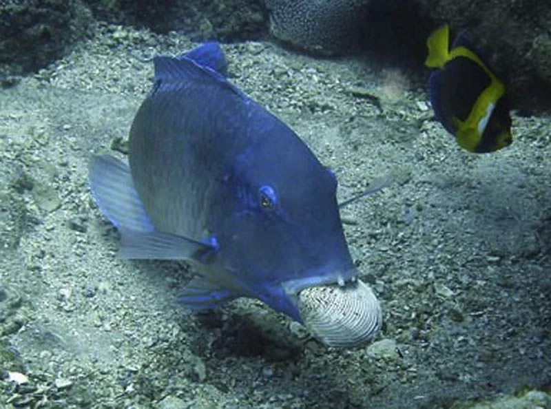tusk fish use tools