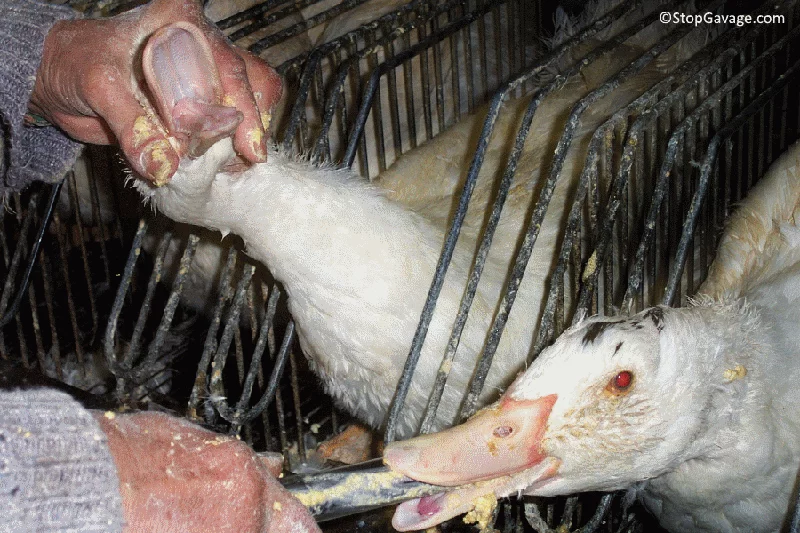 foie gras2