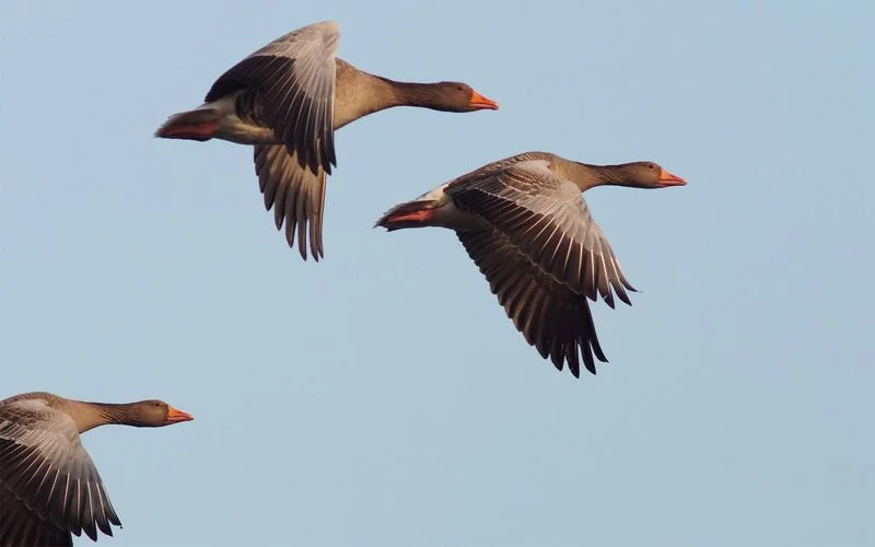 geese flying