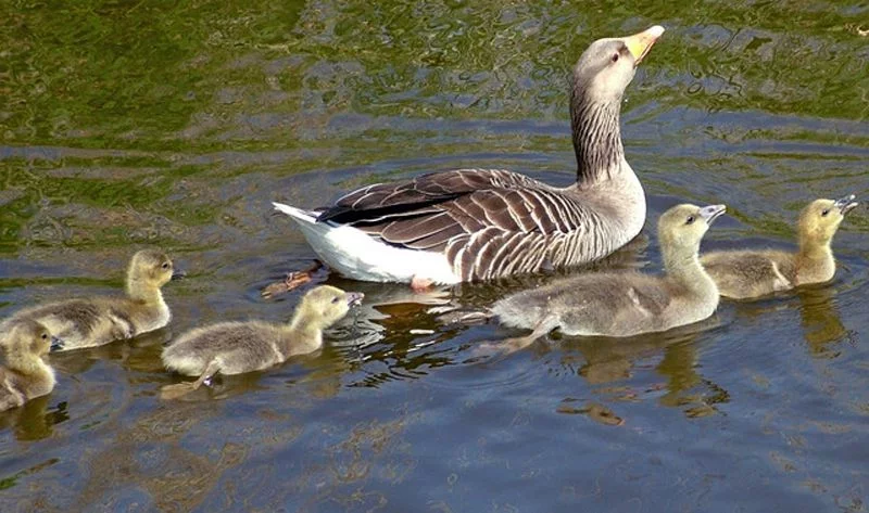 geese youngs