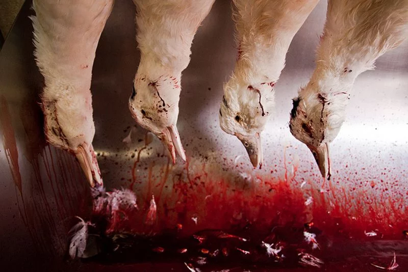 slaughter