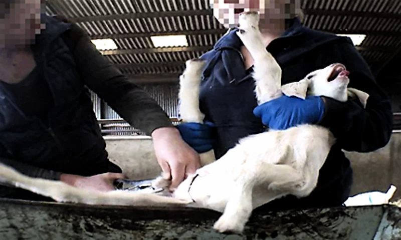 cutting testicles