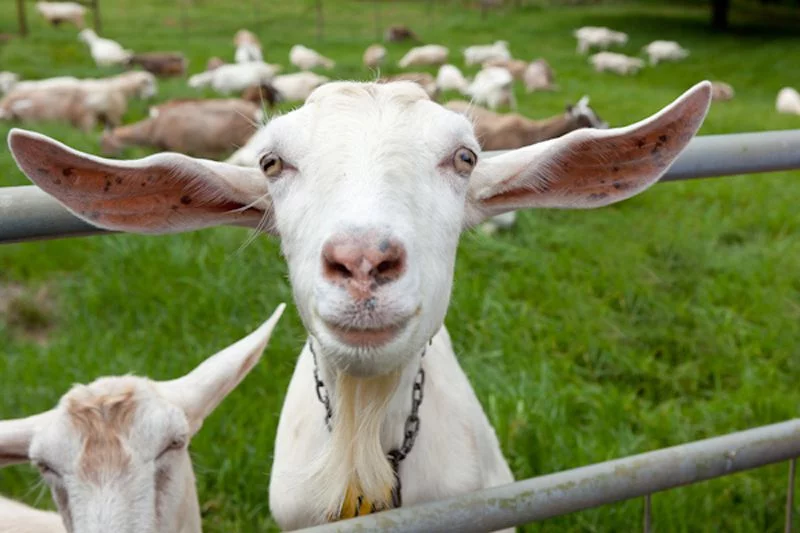 goats