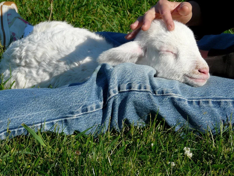 sheep friends