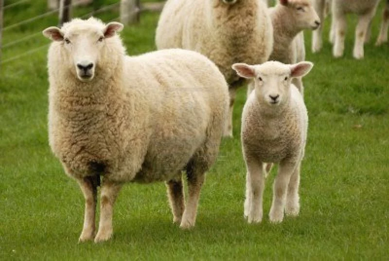 sheep