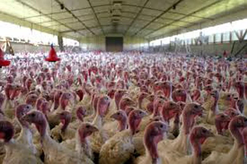 factory farm1