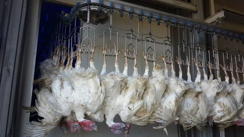 slaughterhouse