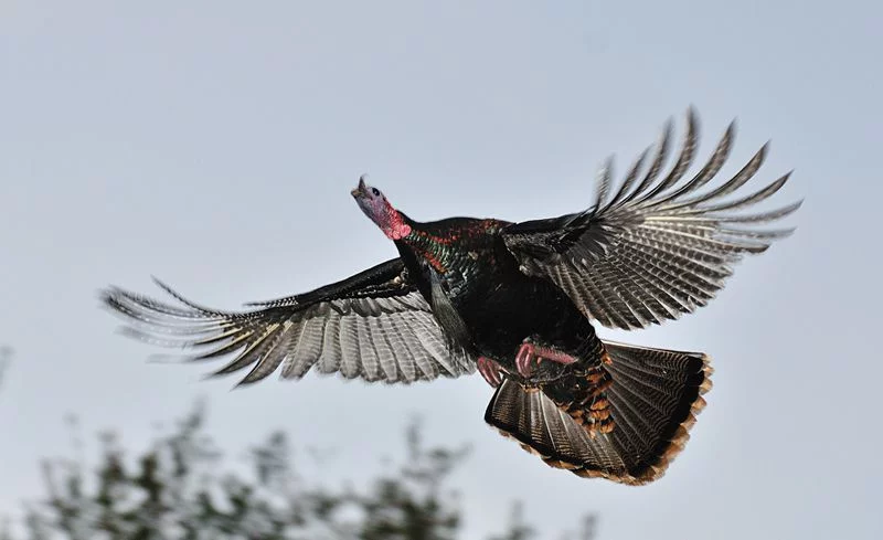 turkey flying2