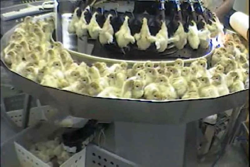 turkey hatch