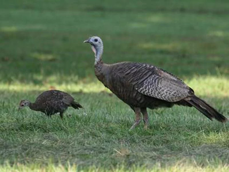 turkey mom