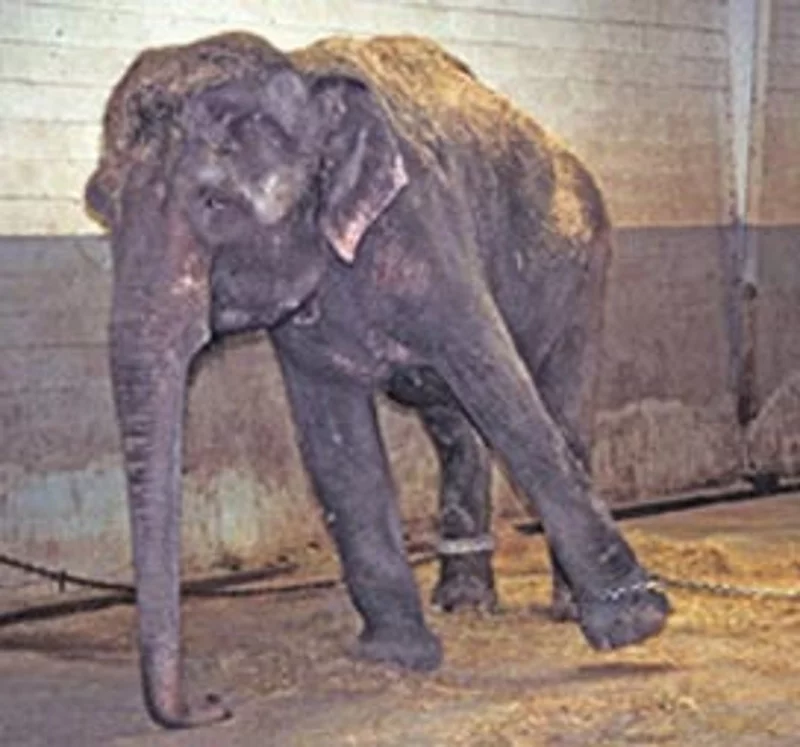 Elephant circus