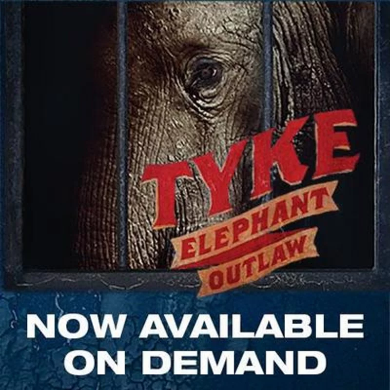 Tyke film