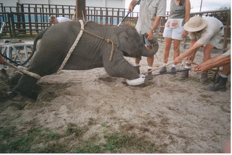 baby elephant