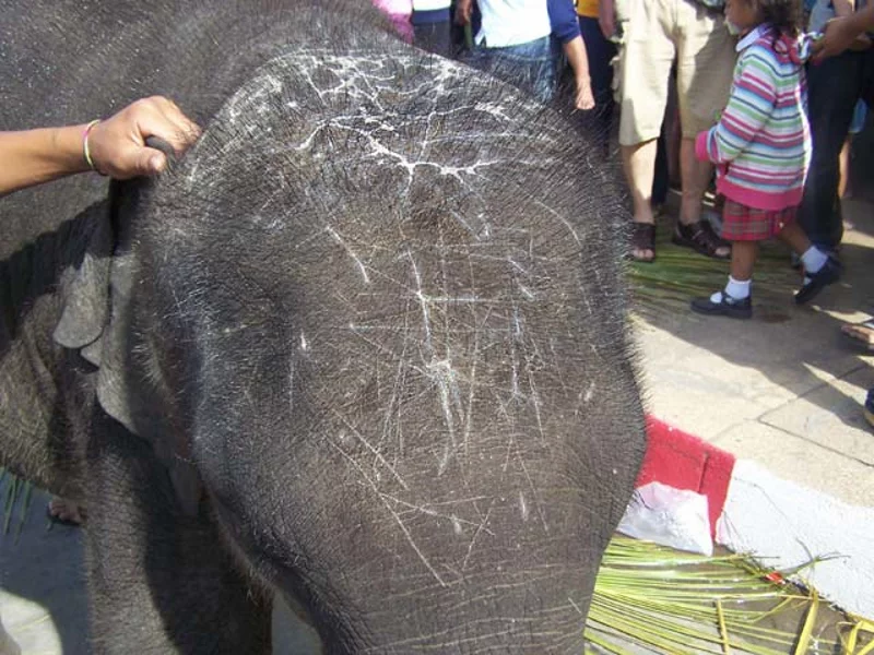 baby elephant2