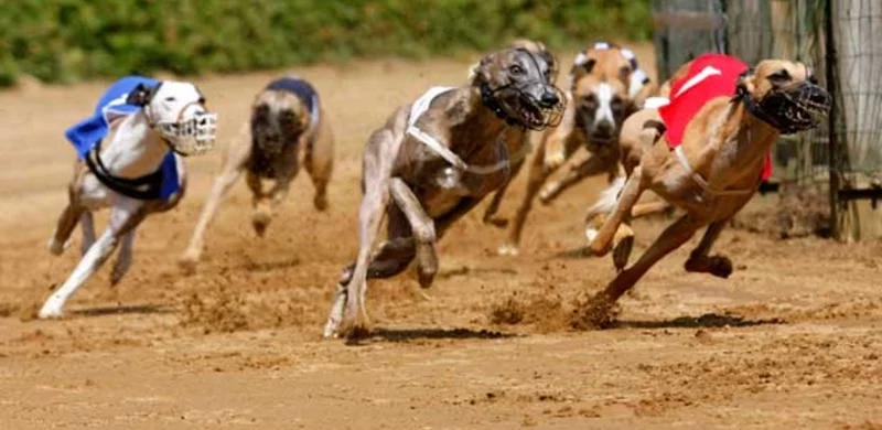 Windhunde