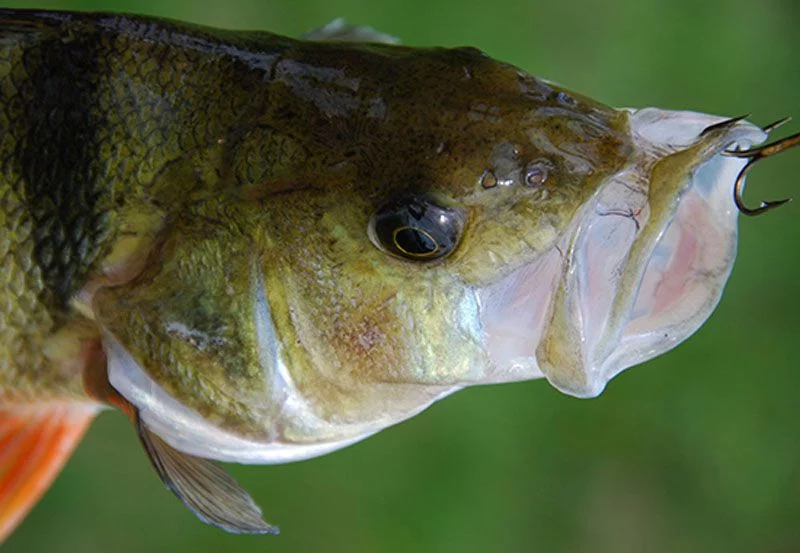 fish