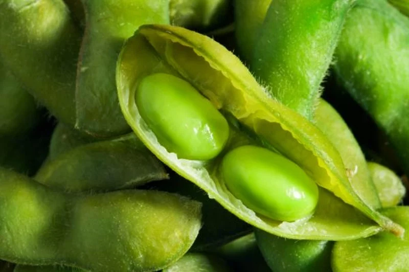 soybean