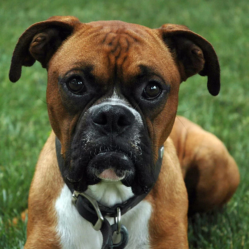 Boxer3