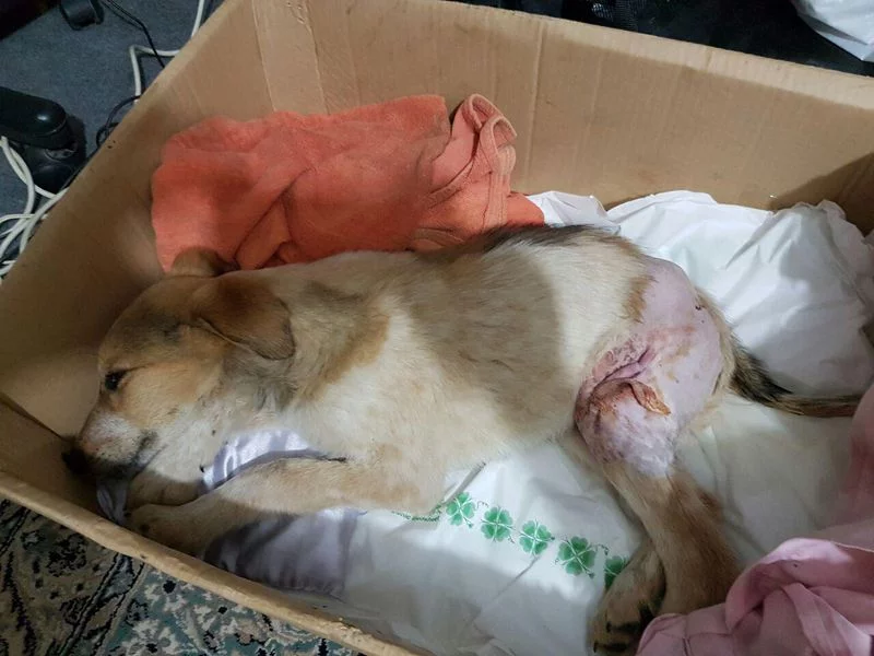 Laika0