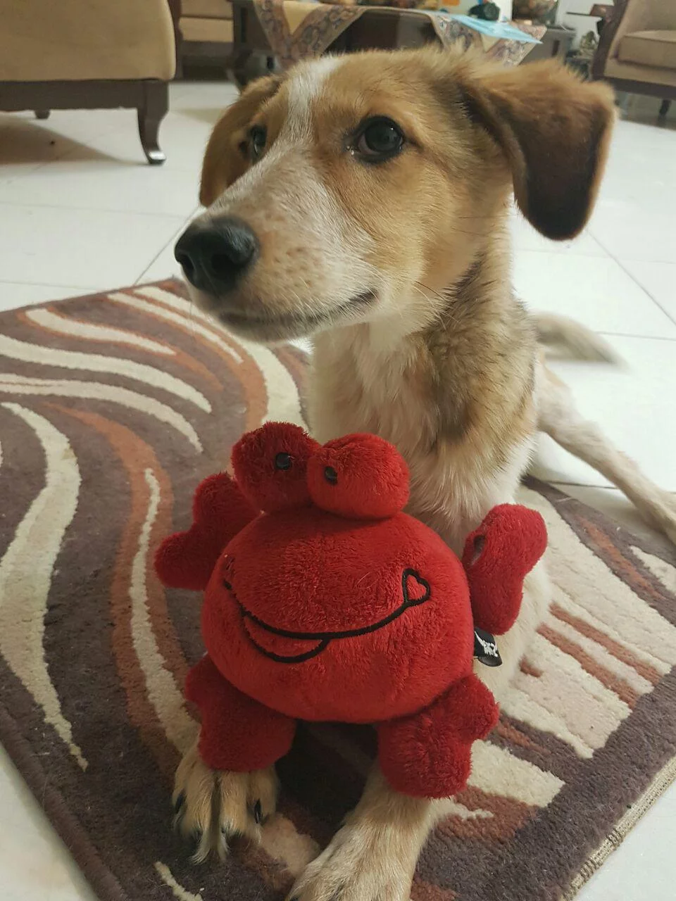 Laika10