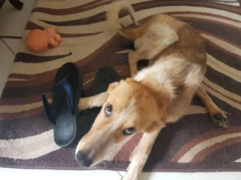 Laika12