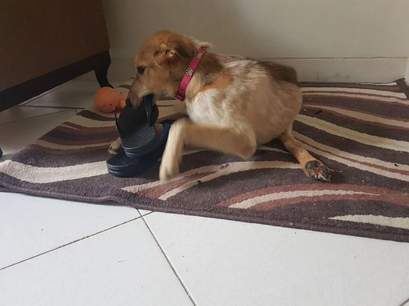 Laika13