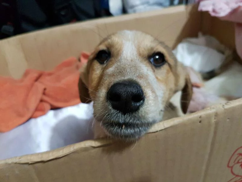 Laika4
