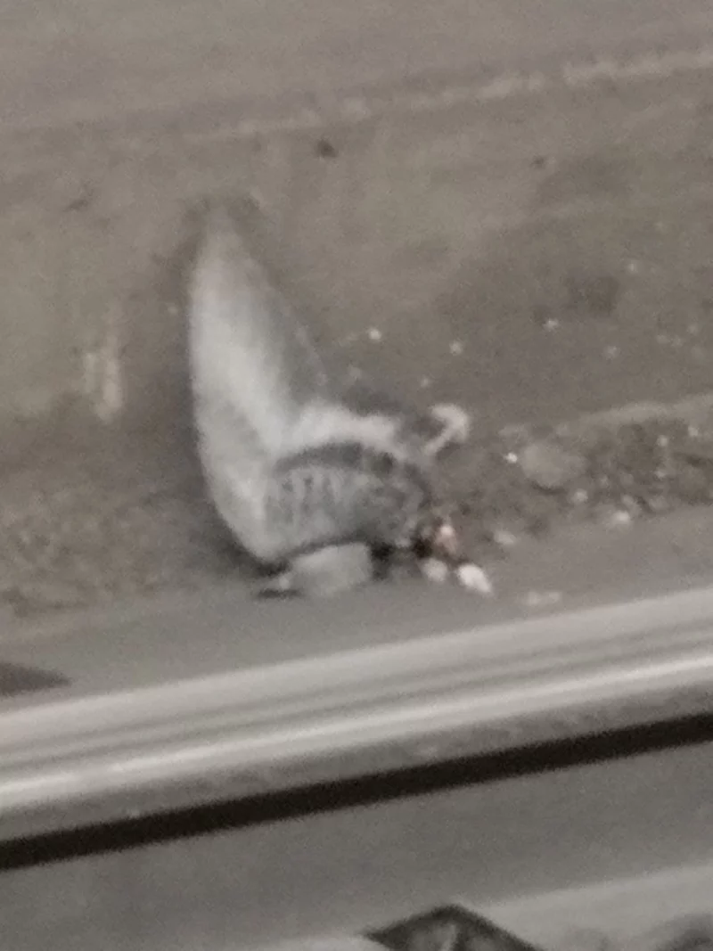 pigeon1