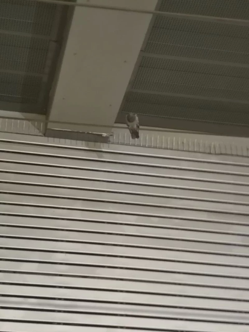 pigeon2
