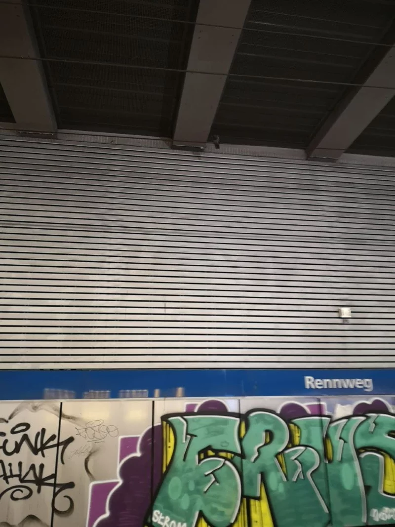 pigeon3
