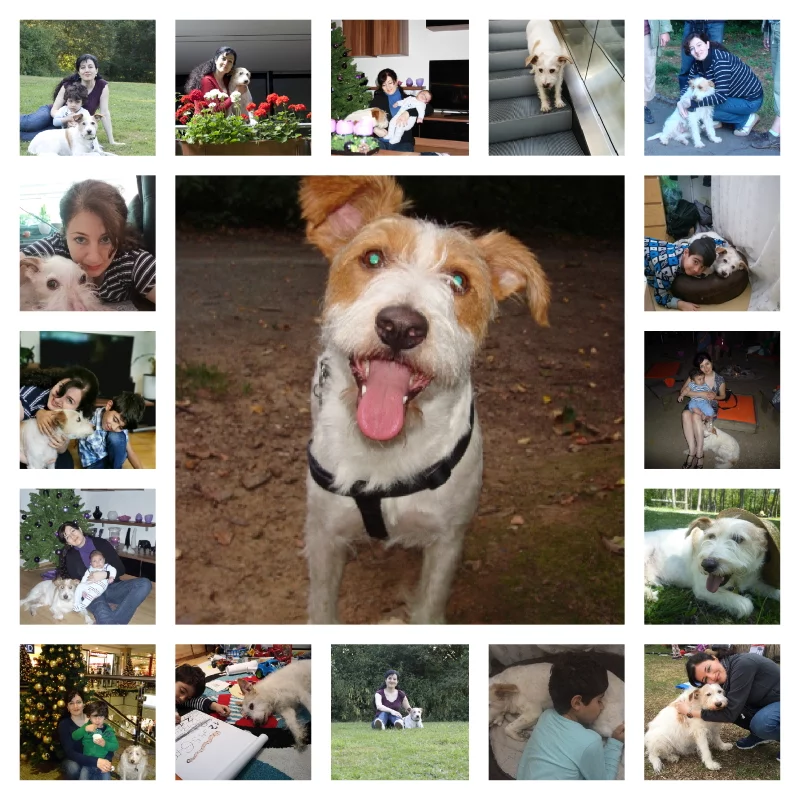 Collage7