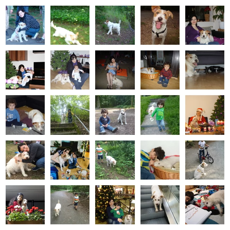 Collage8