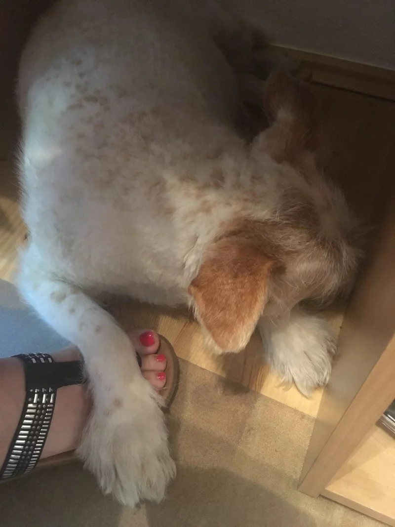barney under table1