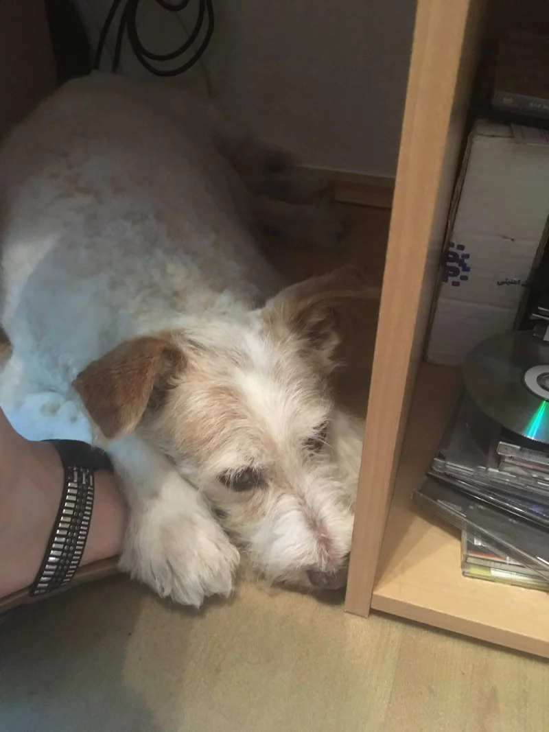 barney under table2