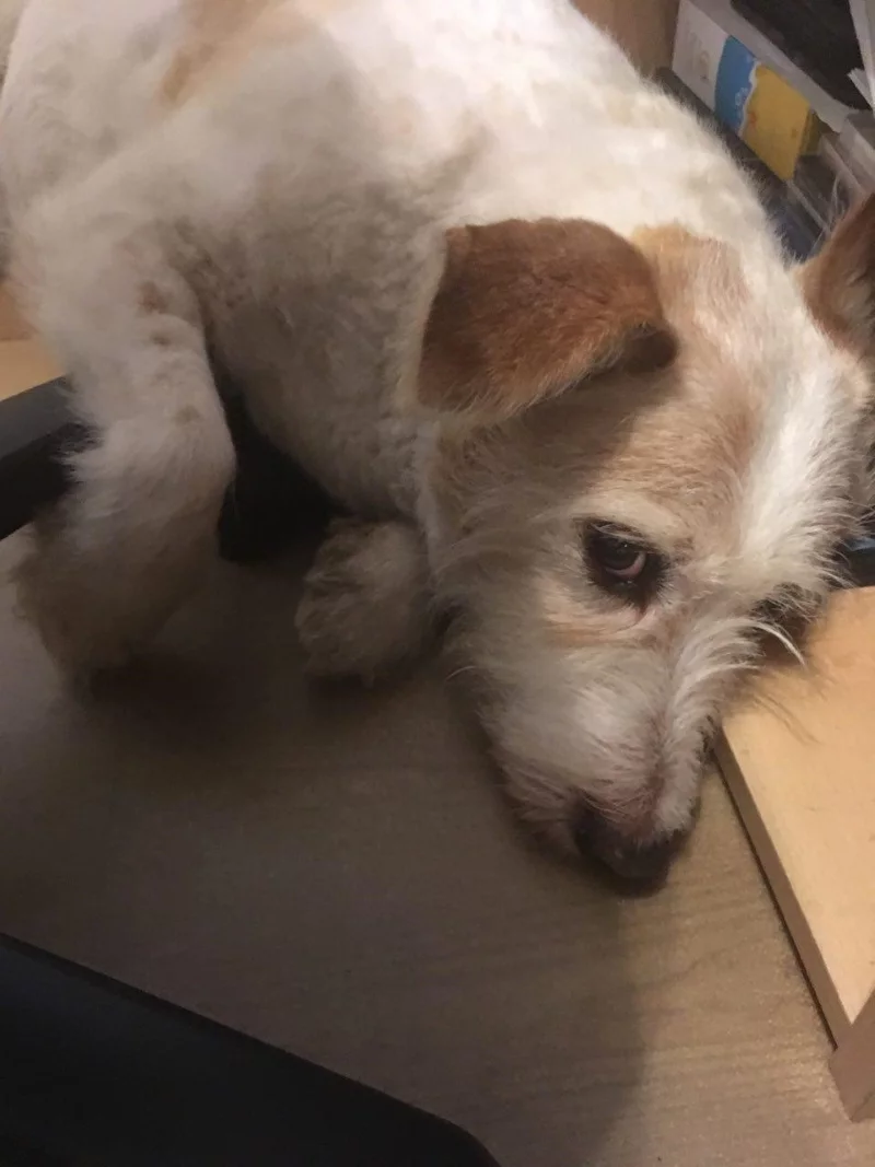 barney under table3