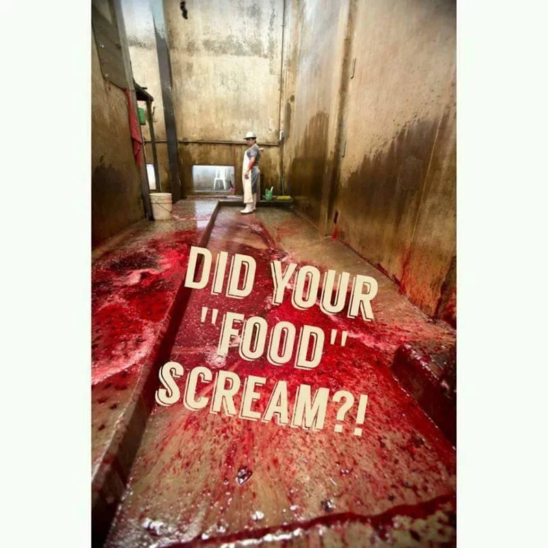 scream
