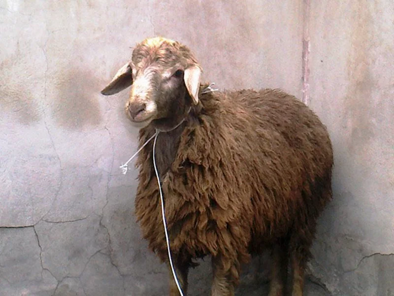 sheep