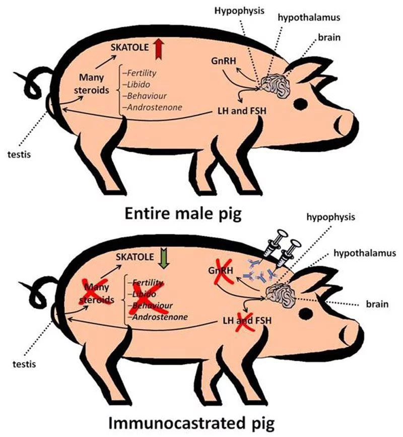 immunocastration