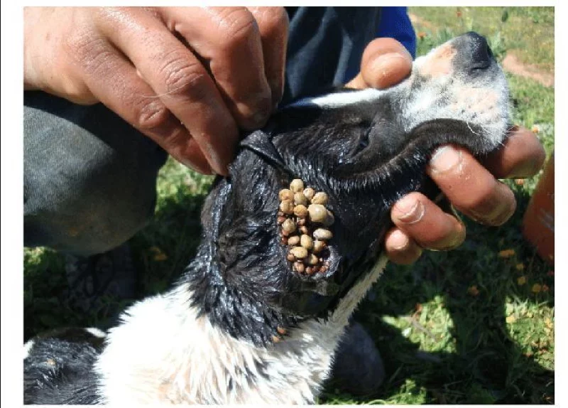 dog tick4