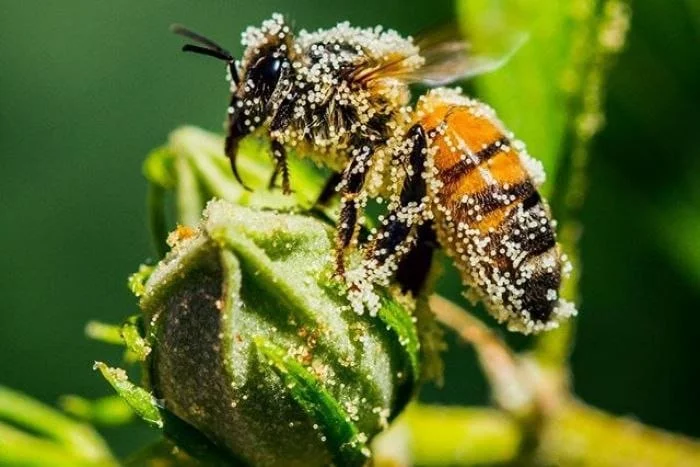 bee