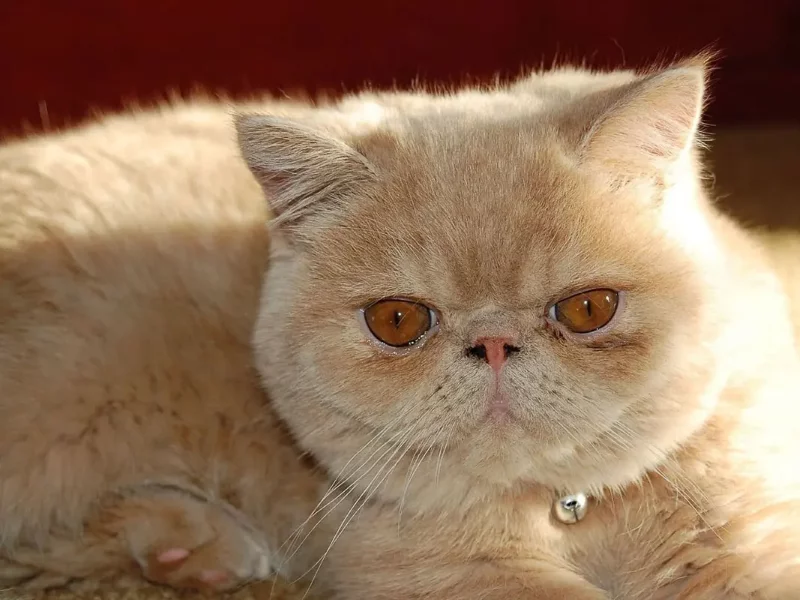 flat faced cat