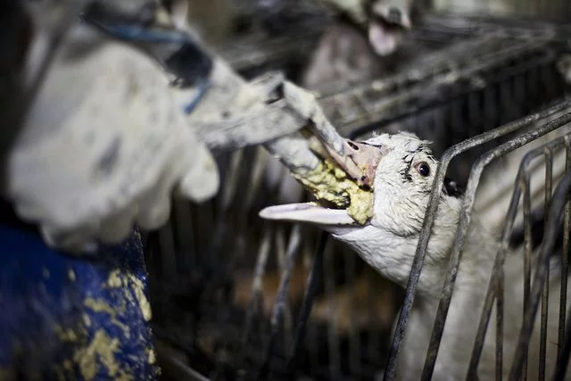 foie gras1